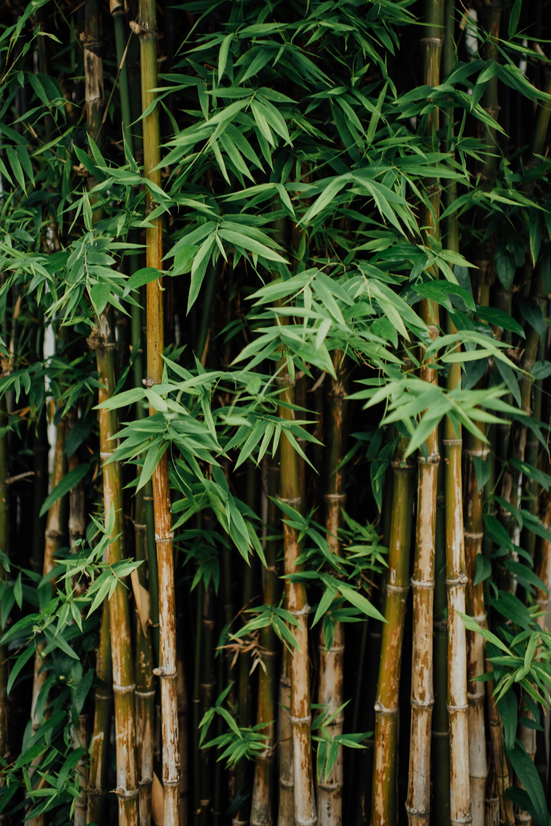 Bamboo Fiber